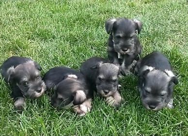FAMILY RAISED PUREBRED MINIATURE SCHNAUZERS