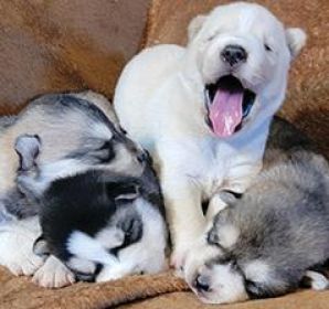 PUREBRED HUSKY PUPPIES READY AUGUST 25.