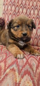 CHOCOLATE AUSSIE/ RED HEELER PUPPIES