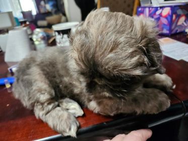 SHIH TZU PEKINGESE MALE PUPPY