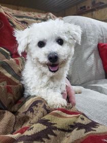 AKC BICHON FIRSE PUPPIES 