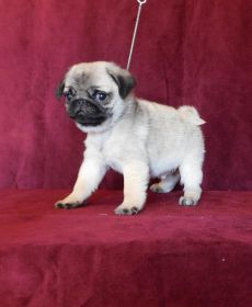 10 WEEK OLD AKC PUG PUPPIES