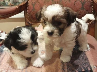 MALTESE/ HAVANESE MIX MALE PUPPIES