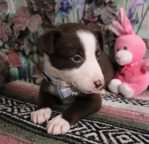 HOME RAISED PUREBRED BORDER COLLIE PUPPIES