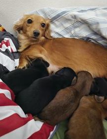 LONGHAIR MINIATURE DACHSHUND PUPPIES!