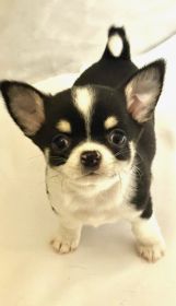 PUREBRED CHIHUAHUAS