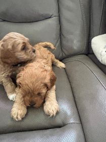 AKC REG. COCKAPOO PUPPIES