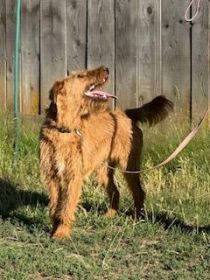 AKC IRISH TERRIER PUPPIES