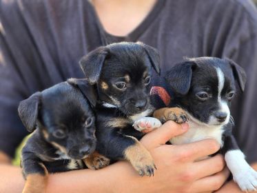 CHIHUAHUA, PUG, COCKAPOO & MORE MIX PUPPIES
