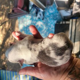 3/4 CORGI, 1/4 MINI AUSSIE PUPPIES 