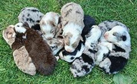 AUSSIES 