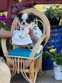 LONG HAIRED CHIHUAHUA PUPPIES