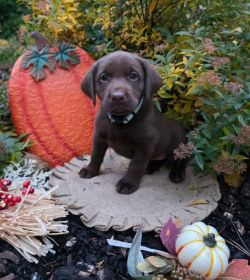 AKC LABRADOR RETRIEVERS
