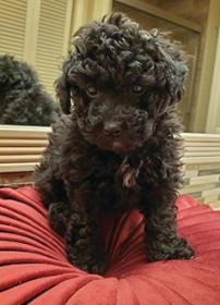 AKC TOY POODLE