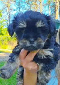 SHIH TZU/ POMCHI MIXES