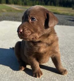 AKC REGISTERED LABRADOR RETREIVER PUPPIES