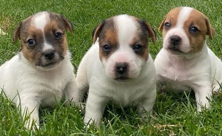REG. JACK RUSSELL TERRIER PUPPIES