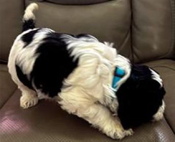 AKC REG. COCKAPOO PUPPIES