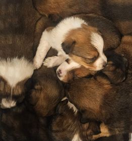 CHOCOLATE AUSSIE/ RED HEELER PUPPIES