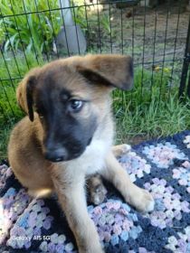 3 GERMAN SHEPHERD PUPPIES 