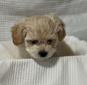 MALTIPOO PUPPIES