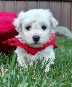 AKC BICHON FIRSE PUPPIES 