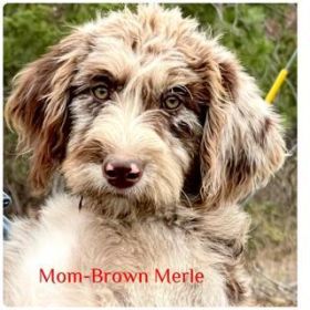 MINIATURE LABRADOODLES