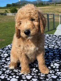 DOODLE PUPPIES
