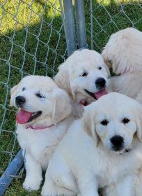 AKC ENGLISH CREAM GOLDEN RETRIEVER PUPPIES