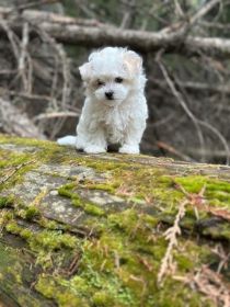 PURE WHITE MALTESE PUPPIES