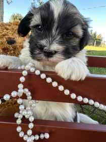HAVANESE PUREBRED