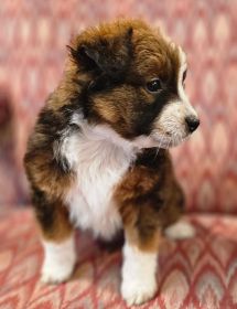CHOCOLATE AUSSIE/ RED HEELER PUPPIES