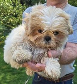 SHIH TZU PUPPIES