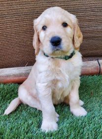 ADORABLE GOLDENDOODLE PUPPIES