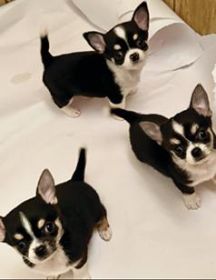 PUREBRED CHIHUAHUAS