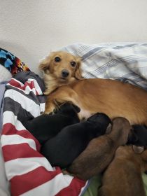 LONGHAIR MINIATURE DACHSHUND PUPPIES!