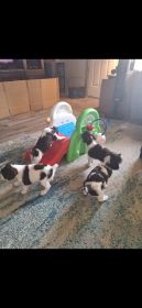 ENGLISH SPRINGER SPANIEL PUPPIES