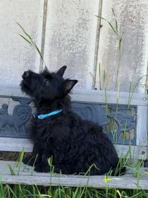 AKC SCOTTISH TERRIER PUPPIES