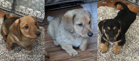 ADORABLE NINE WEEK “DORGI” PUPPIES!