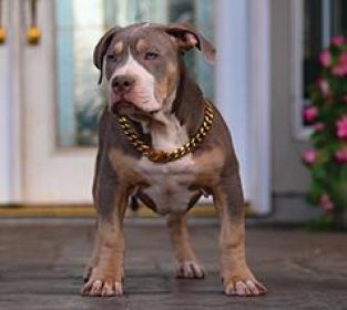 PUREBRED XL & XXL AMERICAN BULLIES FOR SALE & REHOMING