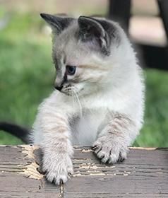 RAGDOLL SIAMESE KITTENS