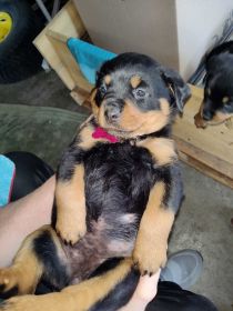 ROTTWEILER PUPPIES