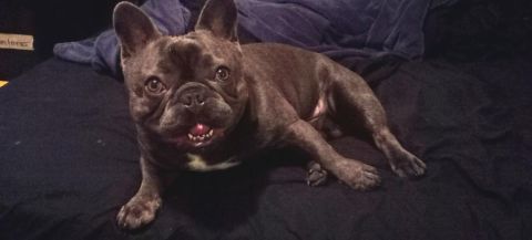 AKC MALE FRENCH BULLDOG