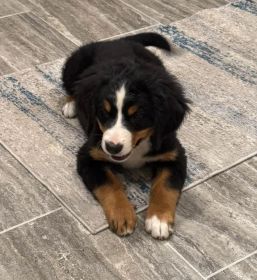 AKC BERNESE MOUNTAIN DOG PUPPIES
