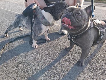 FRENCH BULLDOG MALE