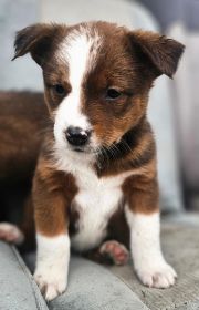 AKC CHOCOLATE AUSSIE SIRE