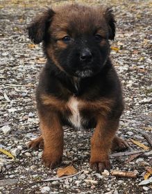 AKC CHOCOLATE AUSSIE SIRE