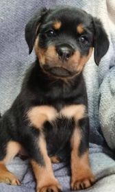 AKC ROTTWEILER PUPPIES