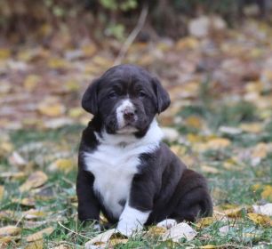 ADORABLE SPRINGADOR PUPPIES