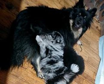 6 WEEK OLD PUREBRED POMERANIANS
